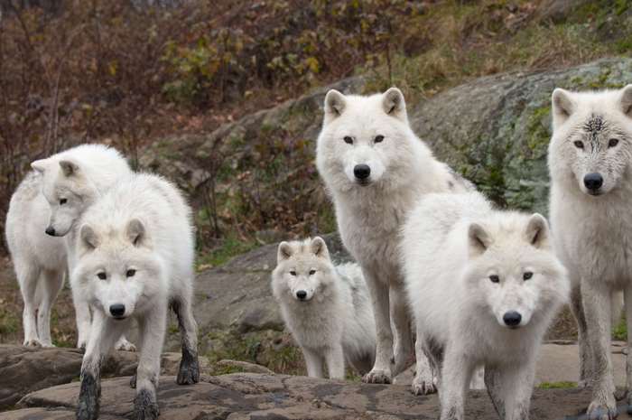 A pack of arctic wolves in a rocky, wooded area
