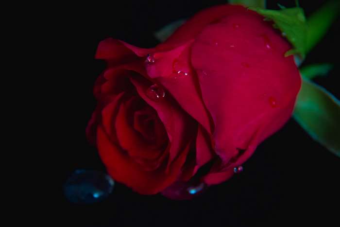Red rose with water drops 4K