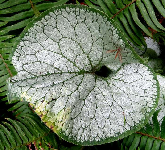Close-up of a large, silver-veined leaf with a small insect