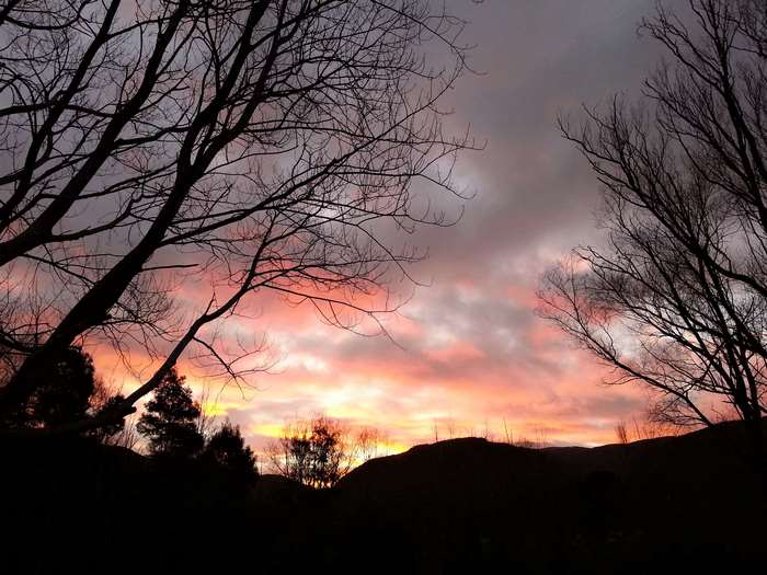 Silhouette of trees against a colorful sunset sky