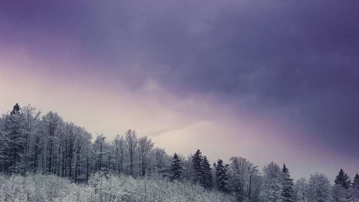 Snowy forest under a purple sky at sunset