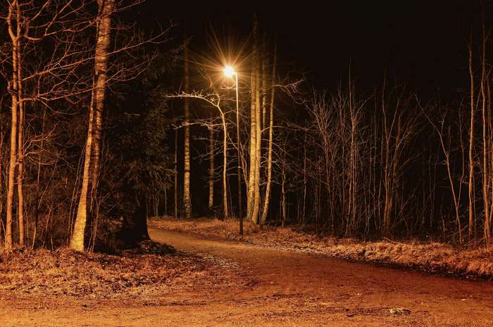 Street light illuminates a forest path at night