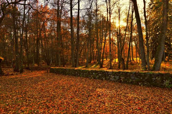 Autumn forest with stone wall and sunlight