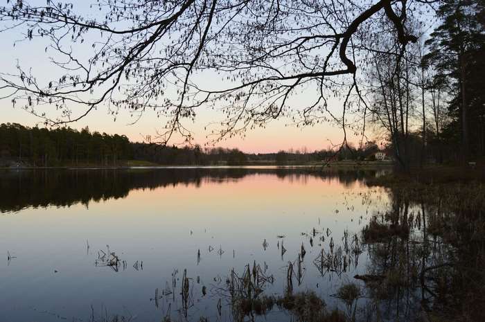 Lake reflection at dusk with trees and branches