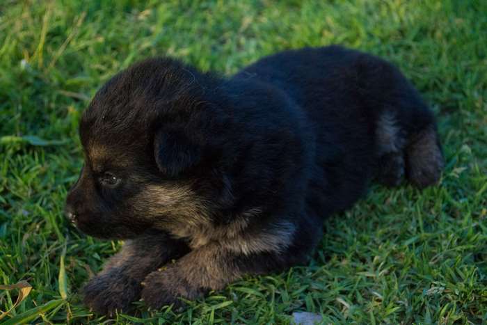 Tiny black German Shepherd puppy lying on grass