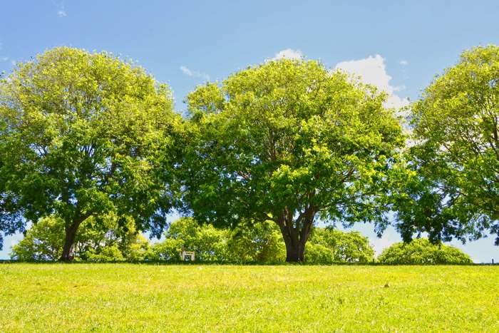 Sunny day with trees in a park