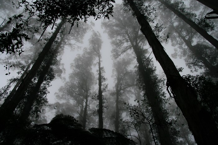Foggy Forest Silhouettes at Dawn