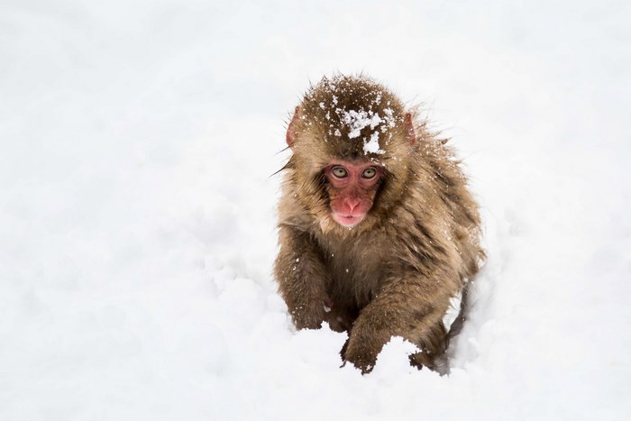 Japanese macaque in the snow