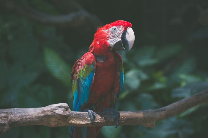 Red and blue macaw parrot on a branch
