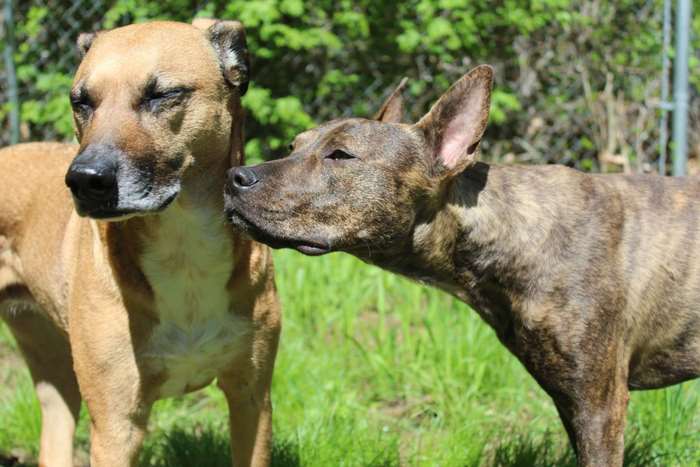 Two dogs, one tan and one brindle, in a grassy area
