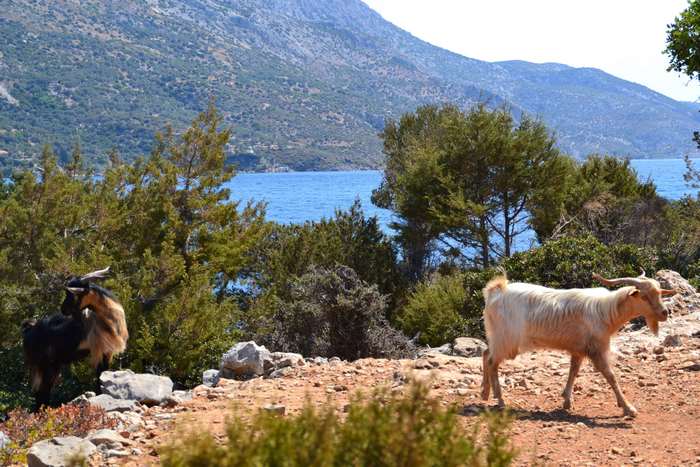 Goats in a Mediterranean landscape with the sea and mountains