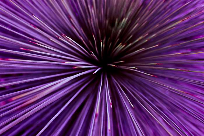 Abstract purple plant close-up 4K