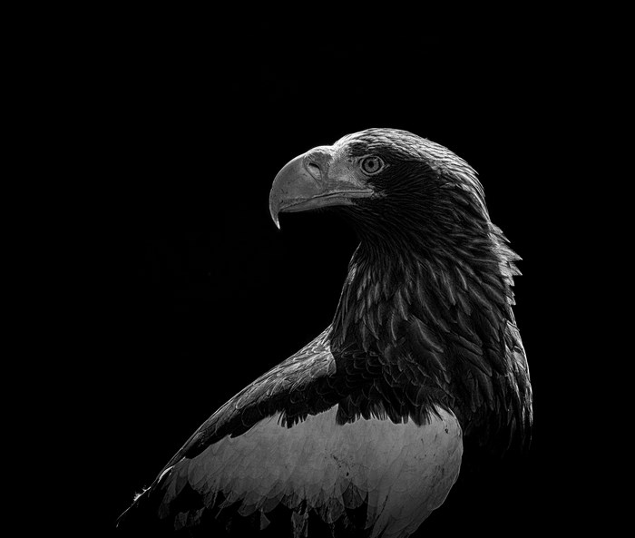 Black and white portrait of a Steller's sea eagle