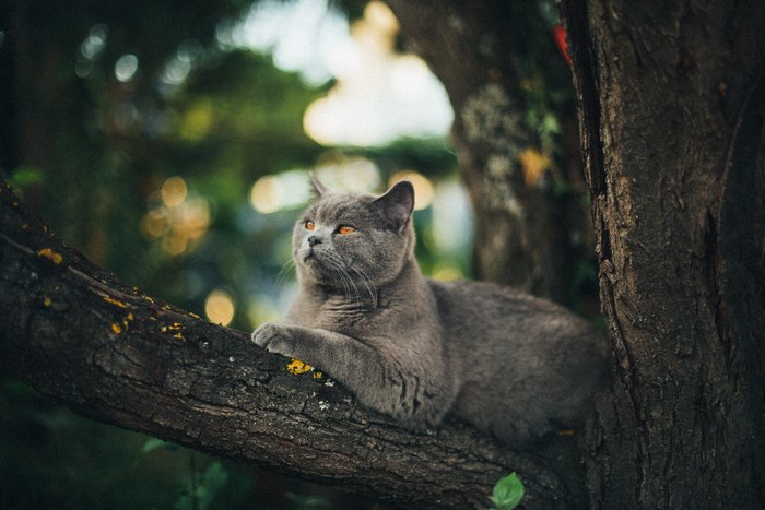 British Shorthair cat resting on a tree branch