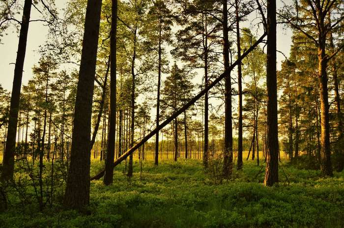 Forest in Sweden at sunset