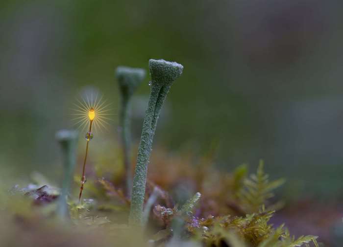 Macro shot of trumpet lichen with glowing light