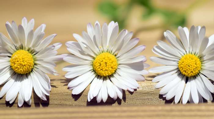 Three white daisies with yellow centers on a wooden surface