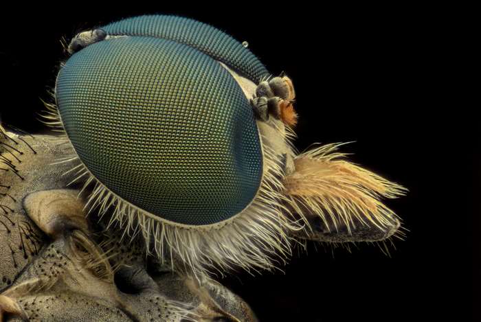 Macro photograph of a fly's compound eye