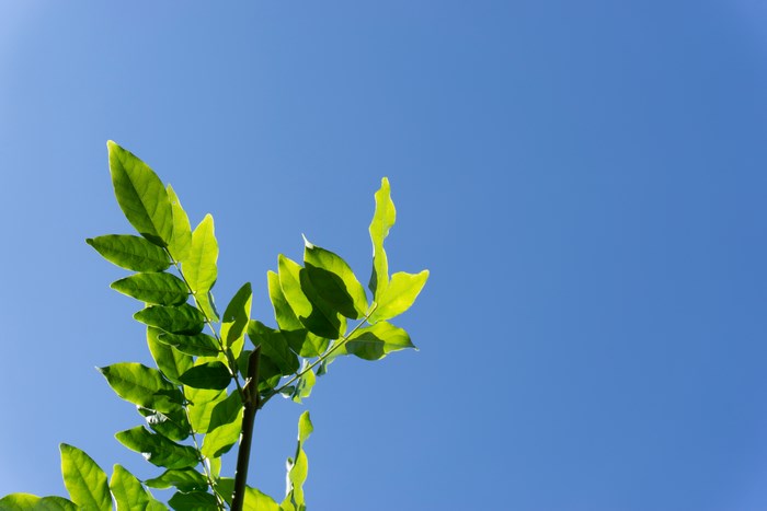 Green leaves against a clear blue sky