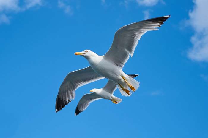 Two seagulls flying in a blue sky