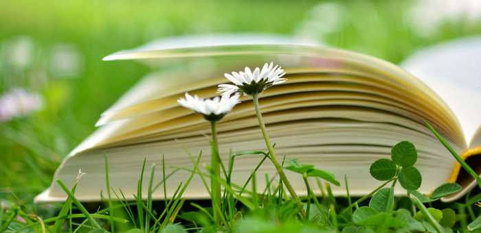 Open book with daisies in grass 4K