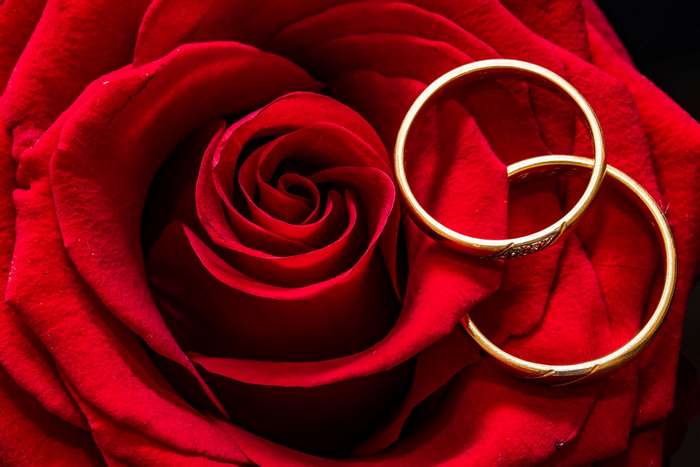 Two gold wedding rings on a red rose