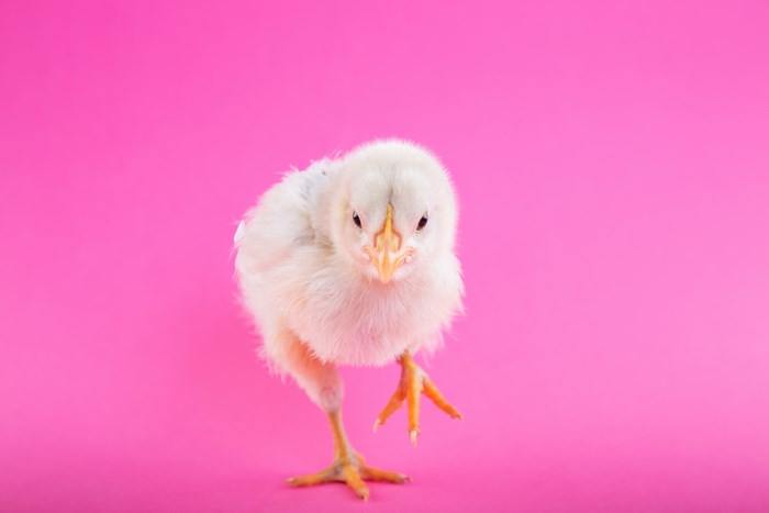 A fluffy white chick stands on a pink background