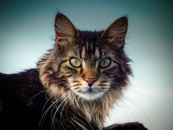 Close up of a tabby cat's face