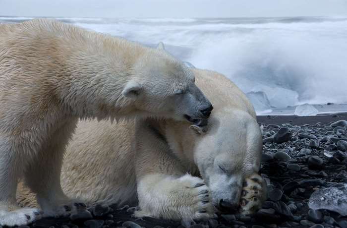 Two polar bears resting on a rocky shore with waves in the background