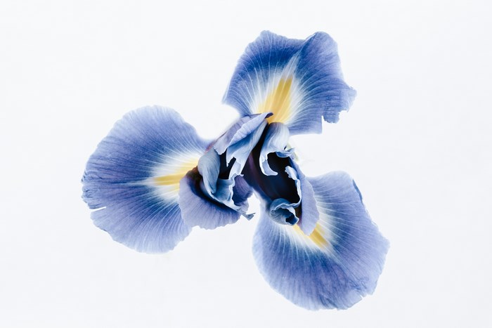 Close-up of a blue and yellow iris flower