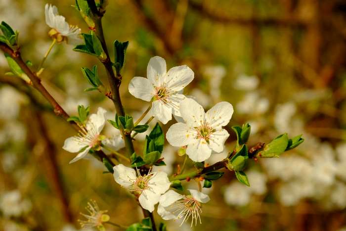 White cherry blossoms on a branch