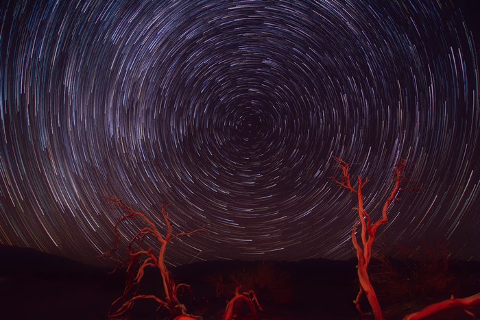 Star trails over desert with dead trees