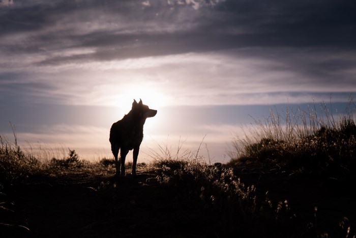 Silhouette of a dog at sunset in Utah