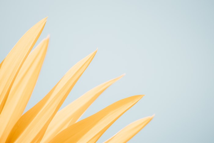 Close up of yellow petals against a pastel blue sky