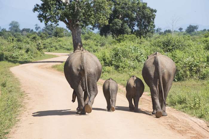 Family of elephants walking on a dirt road