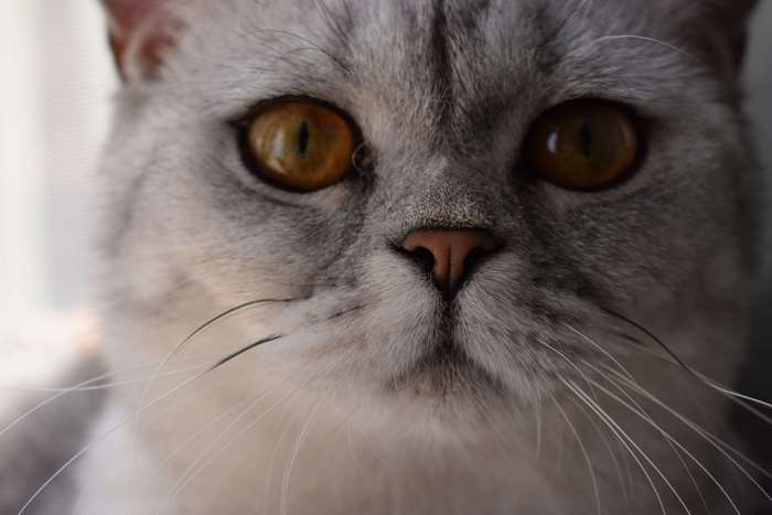 Close-up of a British Shorthair cat's face