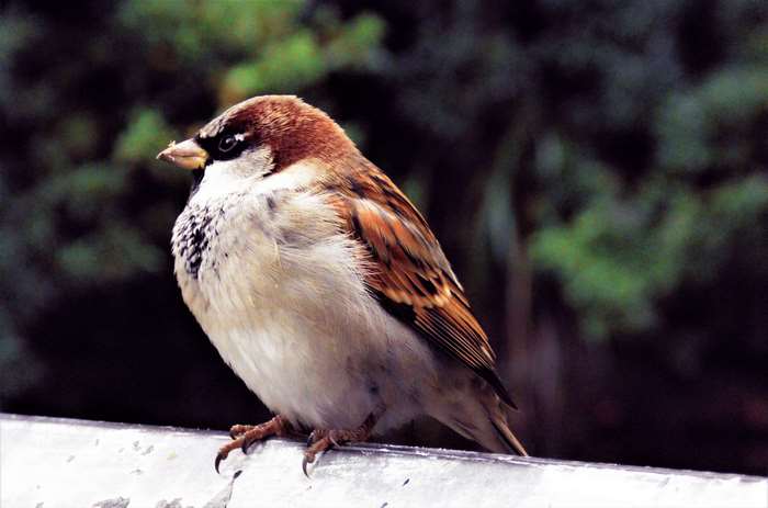 Close-up of a male house sparrow perched on a railing