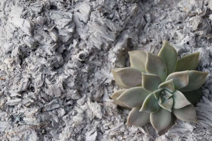 Succulent plant on a bed of ash