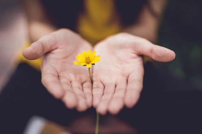 Hands holding a single yellow flower