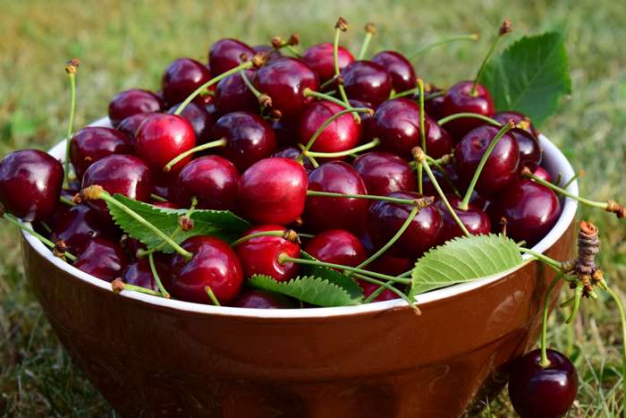 Bowl of fresh red cherries with green leaves