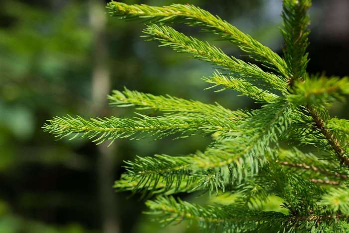 Close up of green fir tree branches