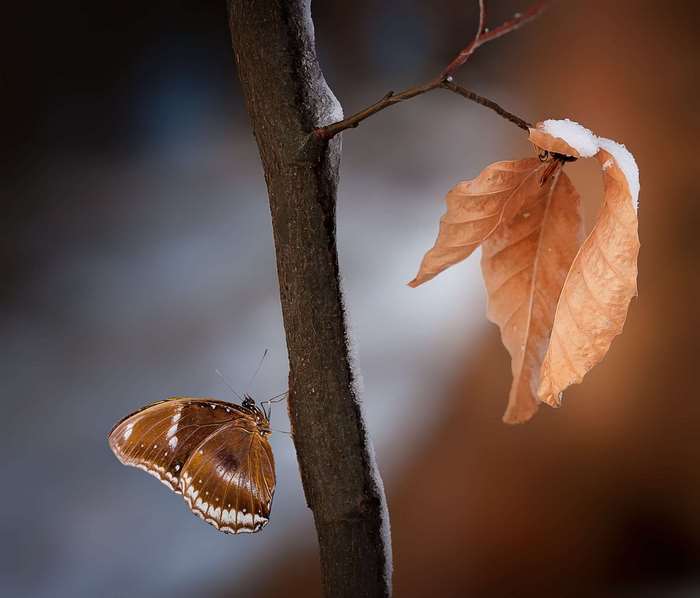 Brown butterfly on a tree branch with snow-dusted leaves