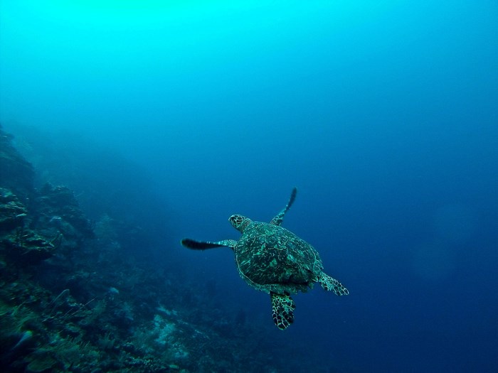 Sea turtle swimming near a coral reef in Roatan, Honduras