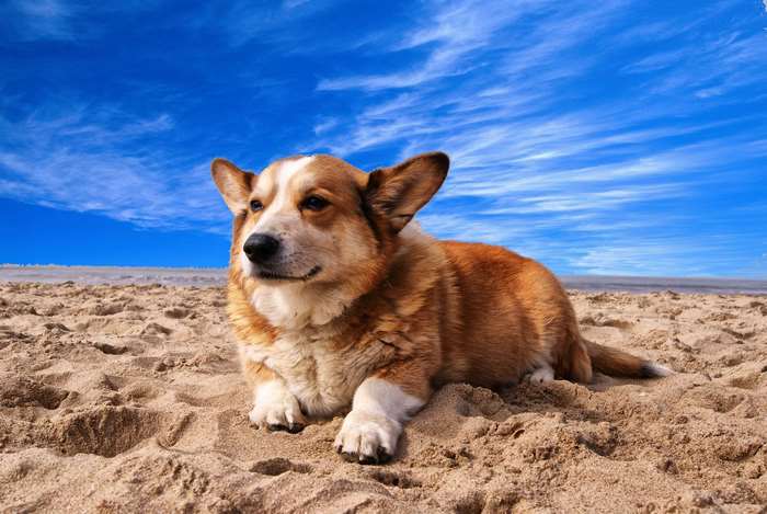 Corgi dog lying on the sand at the beach under a blue sky 4K