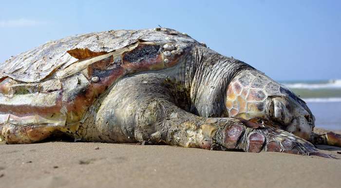 Dead sea turtle on a sandy beach