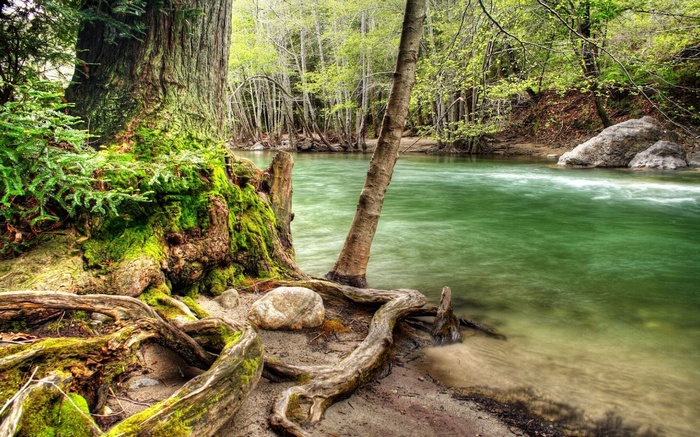 River flowing through a mossy forest with large tree roots