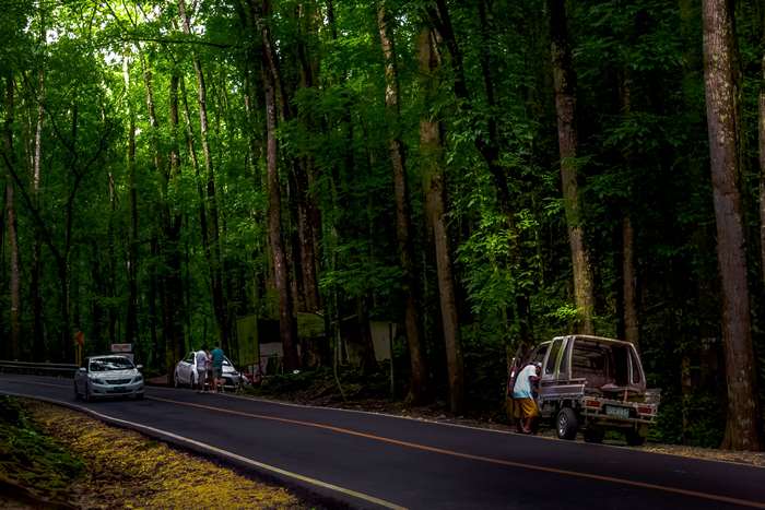 Road through a forest in Bohol 4K