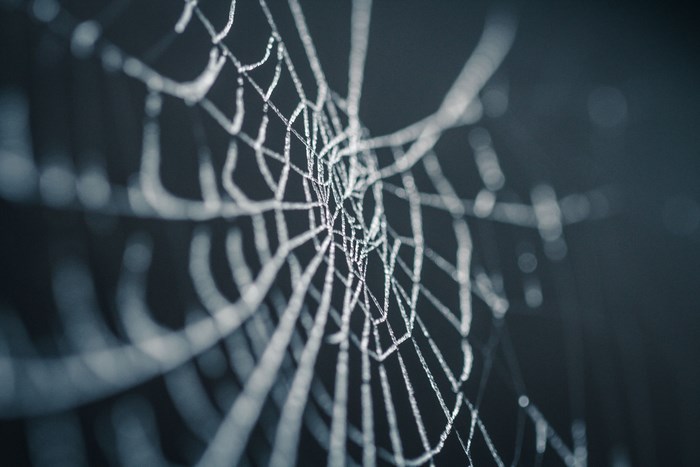 Close-up of a frost-covered spider web in winter