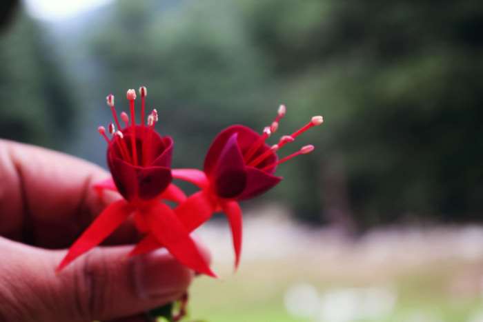 Two red fuchsia flowers held by a hand