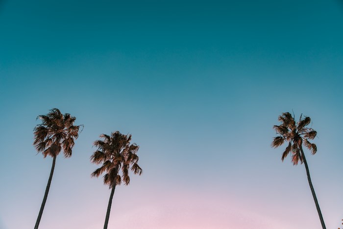 Three palm trees against a pastel gradient sky